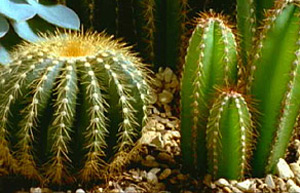 Succulent cacti
