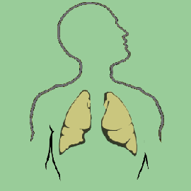 The Lungs BBC World Service