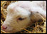Lamb