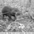 A pygmy hippopotamus captured using a camera trap in Liberia.