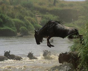 Leaping Wildebeast from the Nature Picture Library