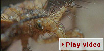 Play video - feather-legged bug