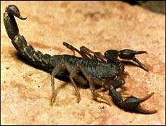 How did the first creatures make it to land?