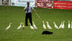 Day 2 - Herding geese