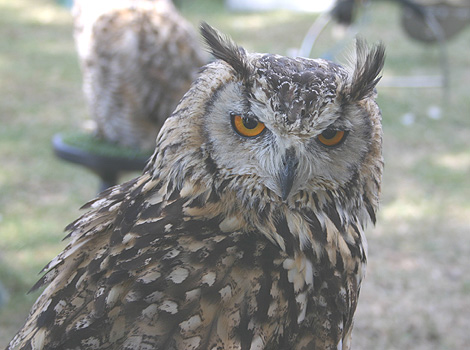 A long-eared owl