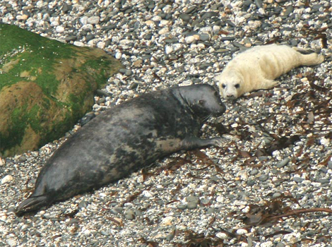 Cornish Seals Gallery 