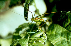 Speckled bush cricket ...