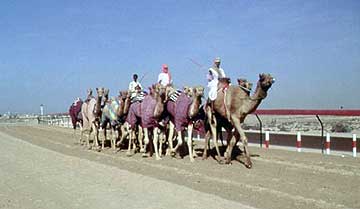 Camel racing in Dubai