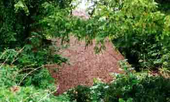 The icehouse thatched roof