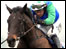 Racehorse (GETTY IMAGES)