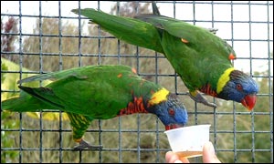 Rainbow Lorikeet