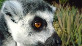 Lemur