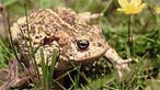 Natterjack toad. Photo: Marie Davies
