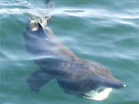 Basking Shark