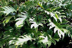 philodendron
