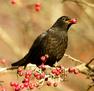 'Blackbird Feeding on Winter Berries' by Peter Bagnall