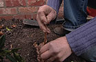 Inserting ribes cutting into trench