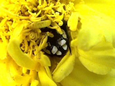 Behind every flower there's a bug somewhere.