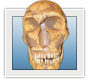 Homo neanderthalensis