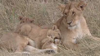 Tamu and cubs