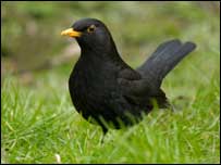 Blackbird
