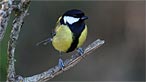 Great tit. Photo: Rowan Castle