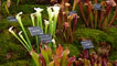 Day 2 - Display of carnivorous plants.