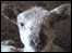 Lamb