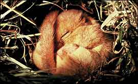 Hibernating dormouse