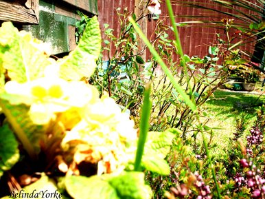 Garden.