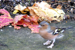 Chaffinch. Photograph copyright Valerie Lusby