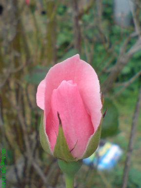Pink closed Rose