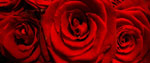 Bunch of red roses