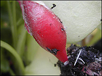 Radish