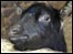 Goat at Sanctuary Wildlife Care Centre, Ulgham
