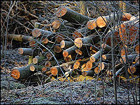 Log pile