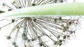 Onion flower...