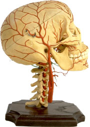 alcohol affects your brain
