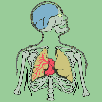 The Human Body BBC World Service