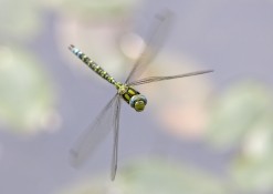 A close up of a male Southern Hawker Dragonfly. © Steve Cham.
