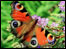 Peacock Butterfly in the summertime.