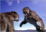 Smilodon in action