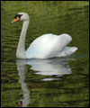 swan