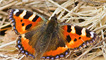 A small tortoiseshell butterfly by Ashley Cohen