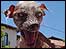 Meet Sam - the ugliest dog in the world?