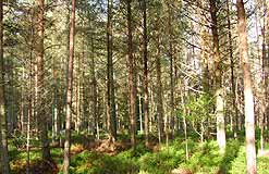 Pine forest, Northumberland, wood ant nest left foreground
