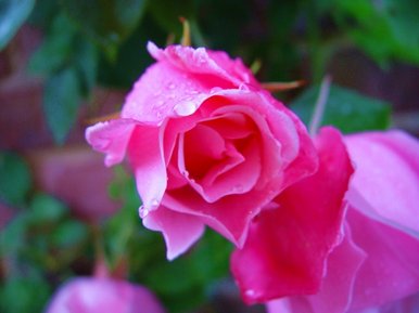 The rose