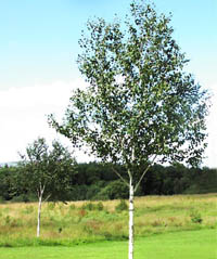 Silver Birch photos thanks to: WTPL/Peter Paice from Belfast