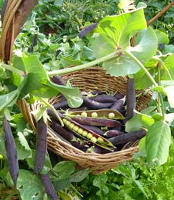 Purple podded peas - Ezetha's Krombek Blauwschok