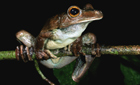 Gladiator tree frog ©naturepl.com